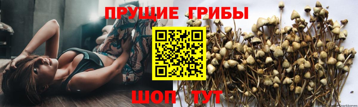 Галлюциногенные грибы прущие грибы  Вход с VPN  Галлюциногенные грибы прущие грибы  Кисловодск 